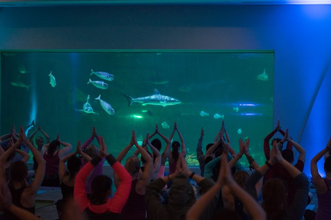 Yoga with the Sharks