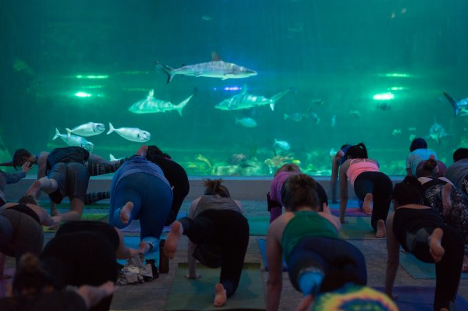 Yoga with the Sharks