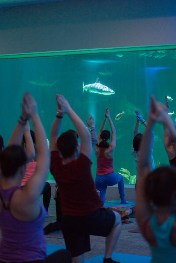 Yoga with the Sharks