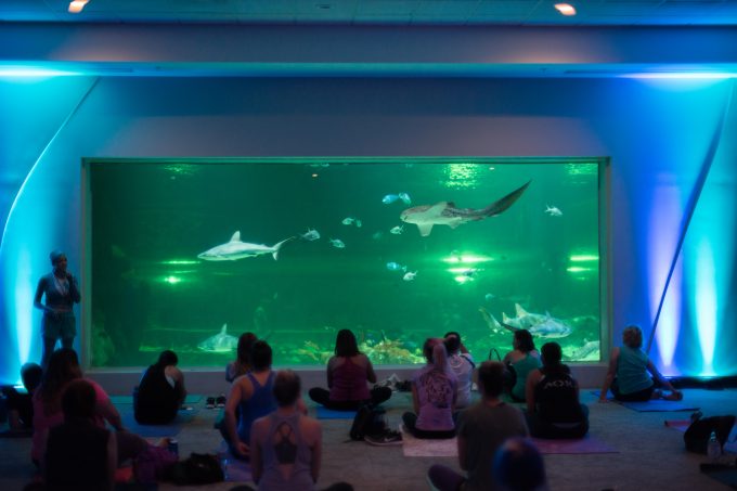 Yoga with the Sharks