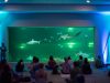Yoga with the Sharks