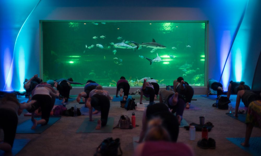 Yoga-with-the-sharks1
