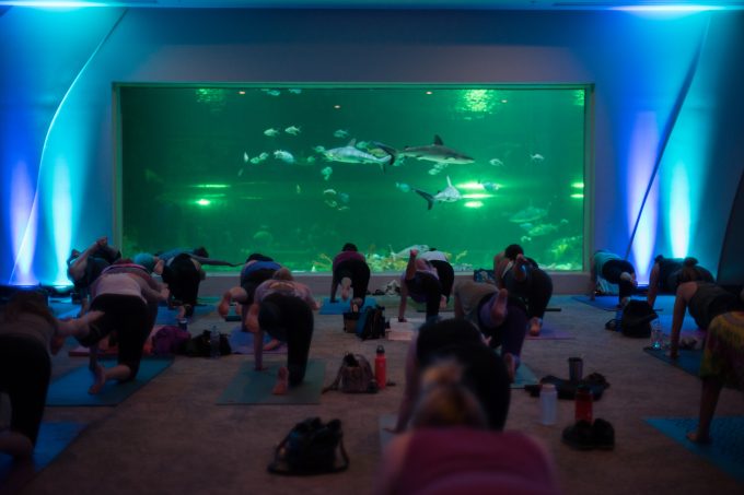 Yoga with the Sharks