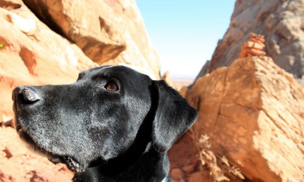 black lab dog looking ahead in a canyon